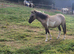 Pony for sale