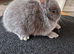 Pure Netherland Dwarf babies Blue