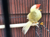 Starfinch