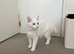 Male white Turkish angora