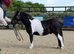 Miniature Shetland colt 3 year old