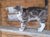 Tabby girl
