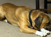 House Dog - Love Family and Childrens
