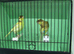 Pair Of Fife Canaries £40 The Pair
