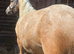 Perfect Pretty Palomino Filly