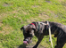 4 year old cane corso