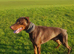 Proven Euro Doberman for Stud
