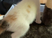 Female kitten