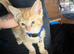 Ginger male kitten