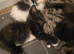Kittens for sale