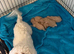 Beautiful MALTIPOO Puppies