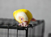 Hand reared lutino conure
