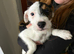 Beautiful Jack Russel Puppies