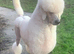 Beautiful White Standard Poodle Puppies