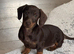 Darling Dachshunds