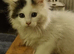 Maine coons