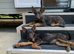 Blue German Shepherd puppies