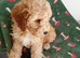 Male cockerpoo puppy