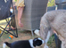 Border Collie/Husky Cross Puppy - Last 1 Left
