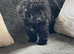 Cockapoo puppy
