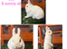 Pure breed Netherlands dwarf