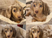 Dachshund miniature long haired