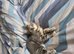 Russian blue kitten boy
