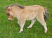 Bay Mushroom Dun Mini Colt