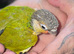 Handreared baby conures