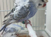 Budgies