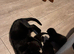 Kittens for sale