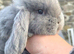 2 French Lop Doe's