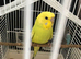 Baby crown budgie