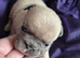 Only x1 boy left out of 6, KC registered micro French bulldogs