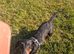 2 dachshund girls