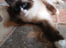 Female ragdoll kitten