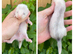 Litter of angoras available