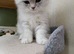 British Shorthair kittens