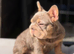 Isabella and tan female french bulldog