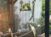 Various cockatiels for sale