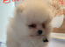 Beautiful Snow White Pomeranian puppies