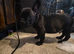 French bulldog cross
