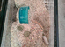 2 X FEMALE GERBILS WITH BUCASTATE CAGE