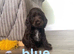 100% show cocker spaniels kc reg