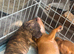 Staffie X Mastiff