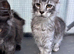 Gorgeous king Maine coons