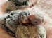 Hand-Reared Conures
