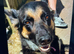 German Shepard