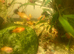Platys for sale