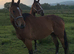 3 unbroken TB mares for sale